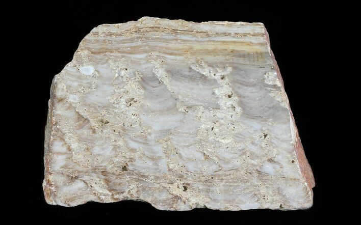 Paleoproterozoic Columnar Stromatolite (Eucapsiphora) - Australia #65521